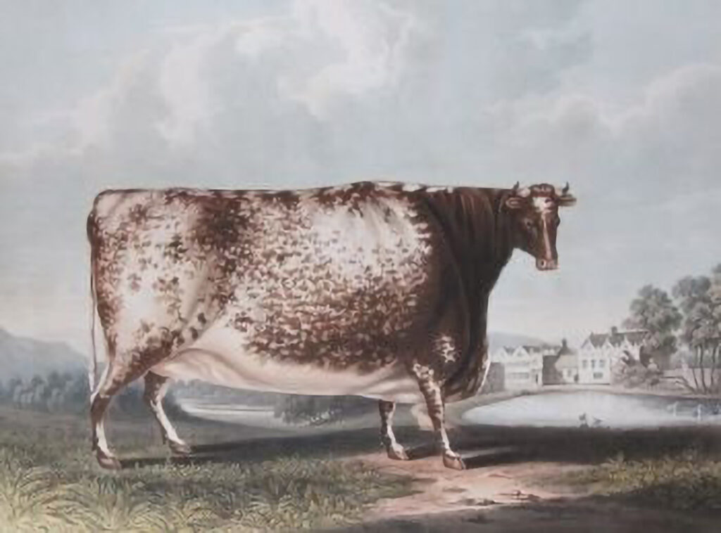 Print, coloured engraving. Shows right profile view of large heifer known as the Airedale Heifer with East Riddlesden Hall in the background.