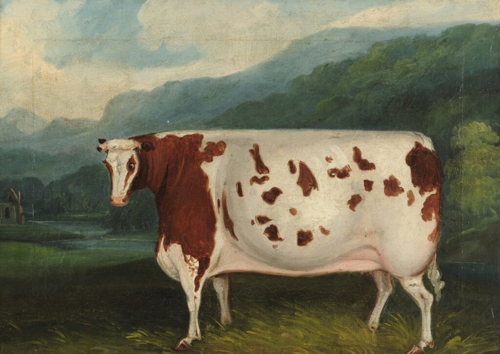 19th century painting of a  very large heifer in a pastoral setting. The young cow is predominantly white with brown markings.