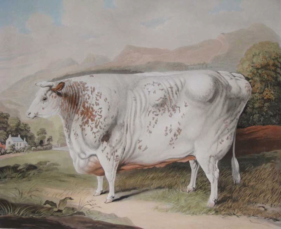 Hand coloured etching of large white heifer called the Yorkshire Rose in profile in a pastoral setting.